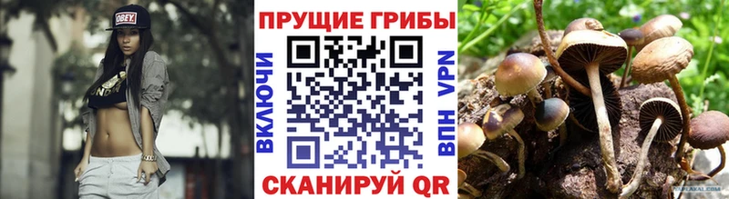 мега ссылка  Полярный  Галлюциногенные грибы Cubensis 